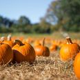 You Can Pick Your Own Pumpkin At This Pumpkin Patch In Meath