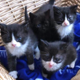 Four kittens rescued by firefighters just in time