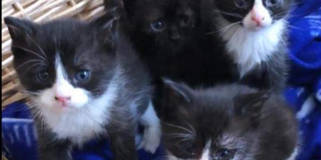 Four kittens rescued by firefighters just in time