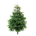 Lidl is selling real Christmas trees for the first time at a pretty decent price