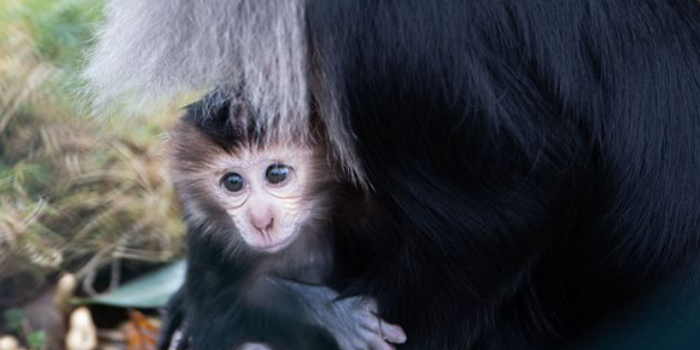 Fota Wildlife Park announces birth of two lion-tailed macaques