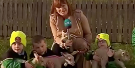 People fell in love with these lamb quadruplets on the RTE News last night