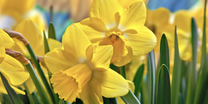 Irish Cancer Society cancel Daffodil Day