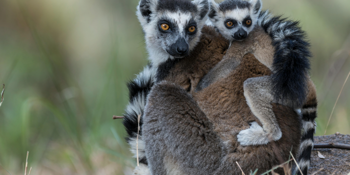 new baby lemurs at Tayto Park