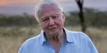 David Attenborough’s brand new documentary is coming to Irish cinemas for one night only