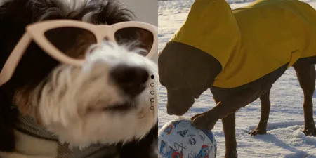 Zara has branched out into pet wear and the internet has a lot to say about it 