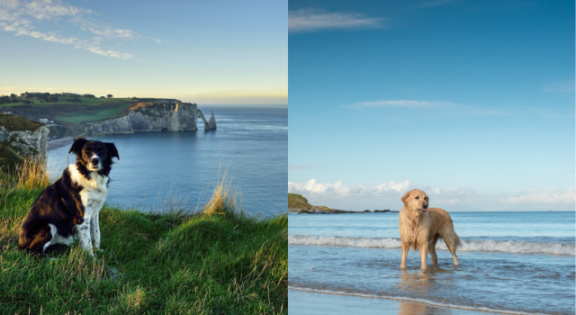 WIN: A stay in a dog-friendly hotel and a year of dog food by sharing pics of your pooch
