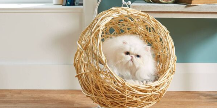 Aldi is selling hanging egg chairs for cats and they're so friggin' cute