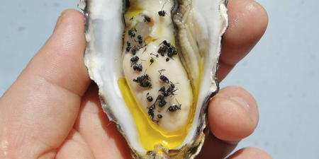 Ants and oysters are a thing and we’re actually tempted