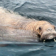 Seal Rescue Ireland have issued advice as an Atlantic walrus has been spotted along the Irish coastline