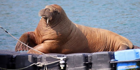 Update: Wally the Walrus is still enjoying his West Cork holiday