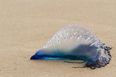 Caution advised to Irish sea swimmers as Man O'War jellyfish is spotted in Waterford