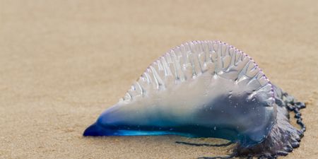 Caution advised to Irish sea swimmers as Man O'War jellyfish is spotted in Waterford