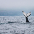 Up to three humpback whales have been spotted off the coast of West Clare!
