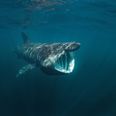 This scuba diver caught underwater footage of the basking sharks off the coast of Clare