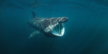 This scuba diver caught underwater footage of the basking sharks off the coast of Clare