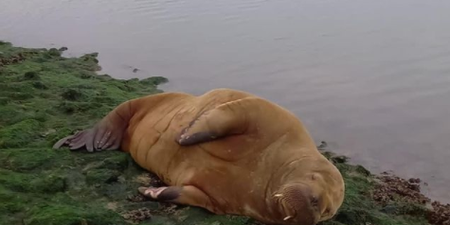 A potential lady friend for Wally the Walrus has been spotted off the coast of Germany
