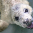 Seal Rescue Ireland have issued advice to follow during Grey Seal Pupping Season