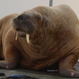 You'll never guess where Wally the Walrus has been spotted