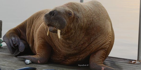 You’ll never guess where Wally the Walrus has been spotted