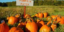 Get down to this Wicklow pumpkin patch for all the autumn vibes