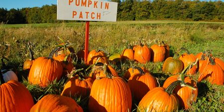 Get down to this Wicklow pumpkin patch for all the autumn vibes