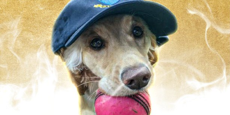 Dazzle the dog wins additional Player of the Month with the ICC