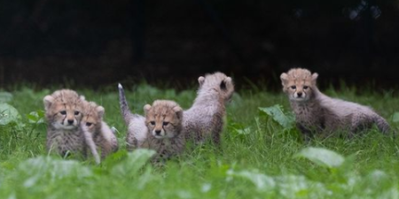 Fancy naming these cheetah cubs at Fota Wildlife Park?