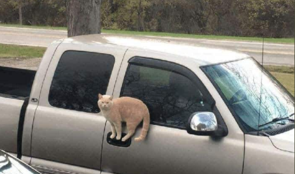 cat balancing on the door handle of a pick up truck