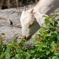 Goats help clear weeds for this Cork city school