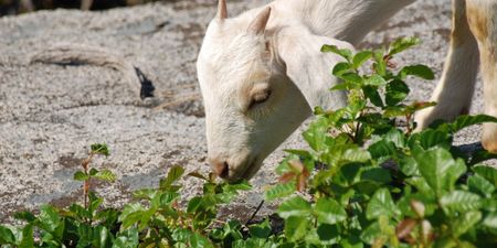 Goats help clear weeds for this Cork city school