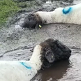 Watch these Wicklow sheep enjoying a self imposed spa treatment