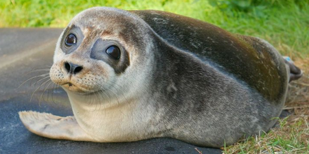 If you’re in the market for some wholesome content, check out this Seal Rescue Ireland video