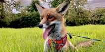 Emotional rollercoaster as this pet fox went missing, but all’s well that ends well