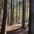 You can now go forest bathing in Wicklow – would you try it?