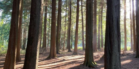 You can now go forest bathing in Wicklow – would you try it?