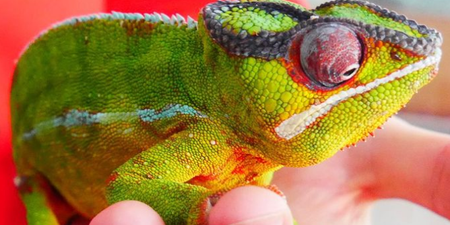 The DSPCA reunited this chameleon with his family after 2 months of being missing
