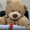 Bus Éireann take on Ted the bear as a staff member while they look for his owner