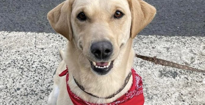golden labrador smiling with a red bandana on