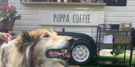 Have you been to this pup inspired café in Maynooth yet?