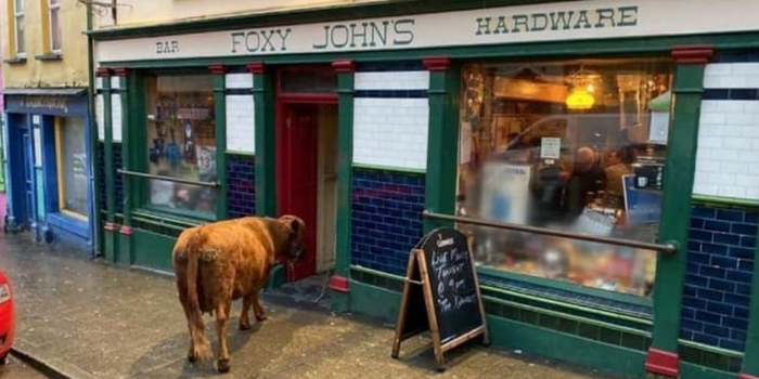 Exterior of Foxy John's pub in Dingle, a brown calf is standing outside the front door