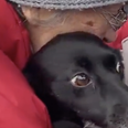 Elderly Ukrainian woman reunited with her dog after six-week-search
