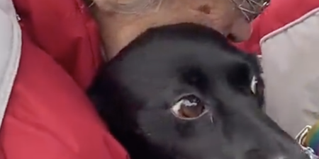 Elderly Ukrainian woman reunited with her dog after six-week-search