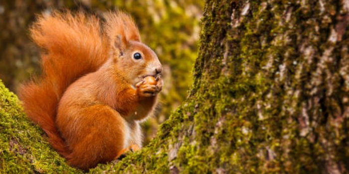 a red squirrel in a tree, eating an acorn.