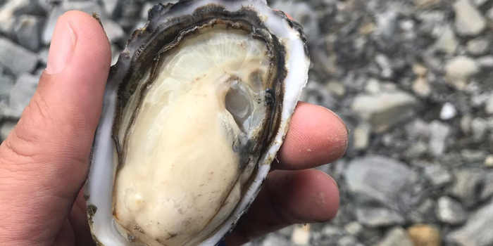a hand holding an oyster with a stony beach in the background