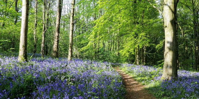 a forest with bluebells covering the ground and a path growing through them