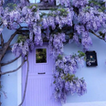 This 'wisteria house' in Kilkenny is visited by admirers from all over Ireland