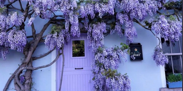 wisteria in full bloom growing around a lilac coloured front door