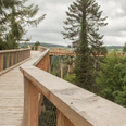 Get a 360-degree view of Wicklow at this new treetop walk and tower