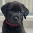 Puppy raising volunteers are urgently needed for Irish Guide Dogs across Ireland